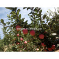 Ano 2016 ensacado Red Star Apple De High Land